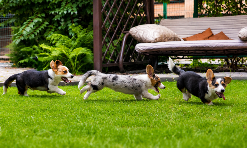 Why Dogs Love Open Spaces